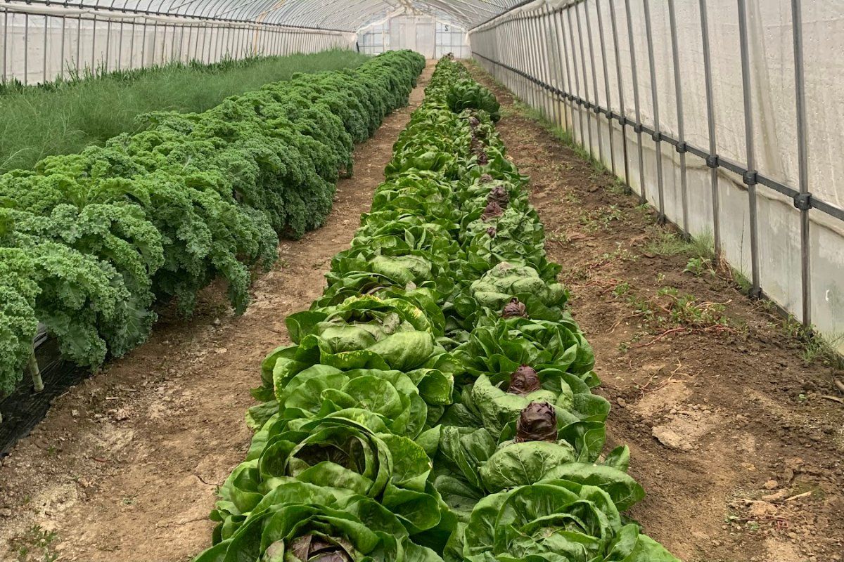 季節野菜